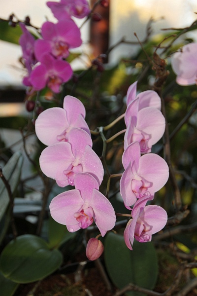 Phalaenopsis   072.jpg